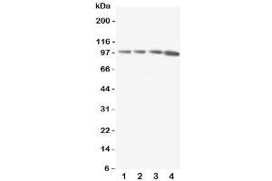 Western blot testing of RIAM antibody and Lane 1:  rat thymus (Amyloid beta (A4) Precursor Protein-Binding, Family B, Member 1 Interacting Protein (APBB1IP) (C-Term) Antikörper)