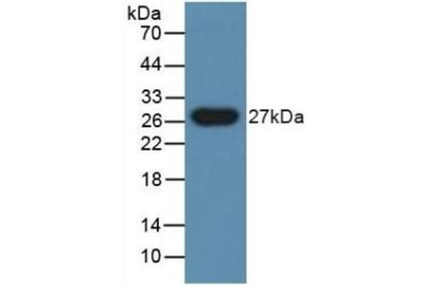 PGLYRP1 anticorps  (AA 18-183)
