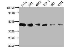 Western Blot Positive WB detected in: Hela whole cell lysate, 293 whole cell lysate, K562 whole cell lysate, THP-1 whole cell lysate, U87 whole cell lysate, U251 whole cell lysate All lanes: BMI1 antibody at 1:2000 Secondary Goat polyclonal to rabbit IgG at 1/50000 dilution Predicted band size: 37 kDa Observed band size: 45 kDa (Rekombinanter BMI1 Antikörper)