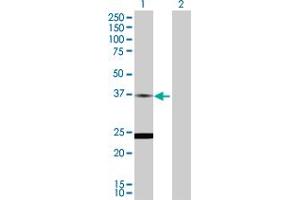 Western Blot analysis of TNNT2 expression in transfected 293T cell line by TNNT2 MaxPab polyclonal antibody. (Cardiac Troponin T2 Antikörper  (AA 1-295))