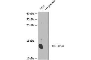 Western blot analysis of extracts of various cell lines, using MonoMethyl-Histone H4-R3 antibody (ABIN1680263, ABIN1680264, ABIN6220110 and ABIN6220114). (Histone H4 Antikörper  (meArg3))
