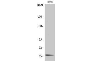Western Blotting (WB) image for anti-CDC-Like Kinase 4 (CLK4) (Internal Region) antibody (ABIN3183962)