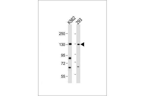 Rubicon antibody  (N-Term)