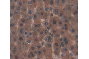 Immunohistochemistry (Paraffin-embedded Sections) (IHC (p)) image for anti-Fibroblast Growth Factor 21 (FGF21) (AA 29-207) antibody (ABIN2929264)