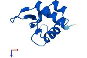 ABRACL/C6orf115 Protein (AA 1-81) (Fc Tag)