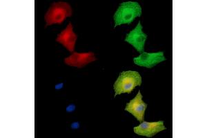 ABIN7096868 and ABIN7100934 staining  cells by IF/ICC. (SEC31B Antikörper)