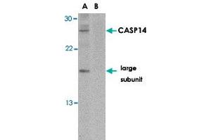 Western blot analysis of CASP14 in Jurkat cell lysate in the (A) absence or (B) presence of blocking peptide with CASP14 polyclonal antibody  at 1 ug/mL .