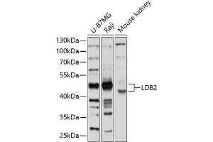 Western blot analysis of extracts of various cell lines, using LDB2 antibody (ABIN6128178, ABIN6143123, ABIN6143124 and ABIN6214742) at 1:1000 dilution. (LIM Domain Binding 2 Protein Antikörper  (AA 204-373))
