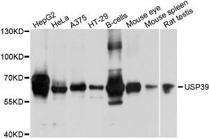 Western blot analysis of extracts of various cells, using USP39 antibody. (USP39 Antikörper)