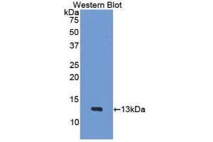 Western Blotting (WB) image for anti-Platelet Factor 4 (PF4) (AA 30-105) antibody (ABIN1078451) (PF4 Antikörper  (AA 30-105))