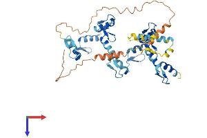 ZNF558 Protein (AA 1-402) (His tag)