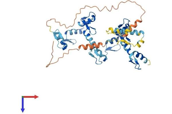 ZNF558 Protein (AA 1-402) (His tag)