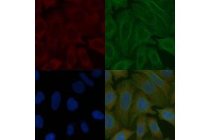 PROK1 Mouse Monoclonal Antibody staining Hela cells by IF/ICC. (Prokineticin 1 Antikörper)
