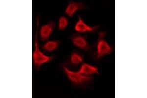 ABIN6275997 staining RAW264. (GALR2 Antikörper  (Internal Region))
