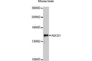 Western blot analysis of extracts of mouse brain, using ABCB1 antibody. (P-Glycoprotein Antikörper)