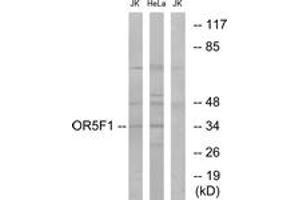 Western blot analysis of extracts from HeLa/Jurkat cells, using OR5F1 Antibody. (OR5F1 Antikörper  (AA 265-314))