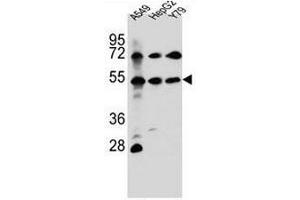 FGFRL1 Antibody (N-term) western blot analysis in A549,HepG2,Y79 cell line lysates (35µg/lane).