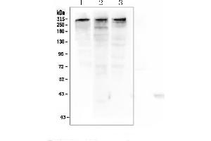 Western Blotting (WB) image for anti-E1A Binding Protein P300 (EP300) (AA 2065-2414) antibody (ABIN3042372)