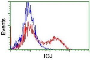 HEK293T cells transfected with either RC207932 overexpress plasmid (Red) or empty vector control plasmid (Blue) were immunostained by anti-IGJ antibody (ABIN2455470), and then analyzed by flow cytometry. (IGJ Antikörper)