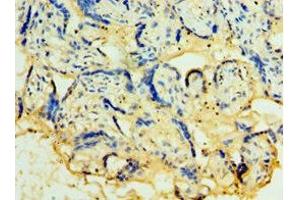 Immunohistochemistry of paraffin-embedded human placenta tissue using ABIN7173935 at dilution of 1:100 (TACSTD2 Antikörper  (AA 27-270))