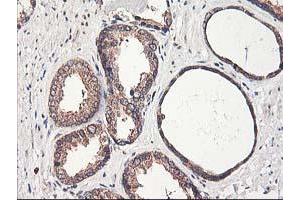 Image no. 4 for anti-Chromosome X Open Reading Frame 26 (CXorf26) antibody (ABIN1497690) (CXorf26 Antikörper)