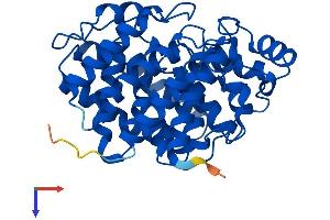 ADPRH Protein (AA 1-362) (His tag)