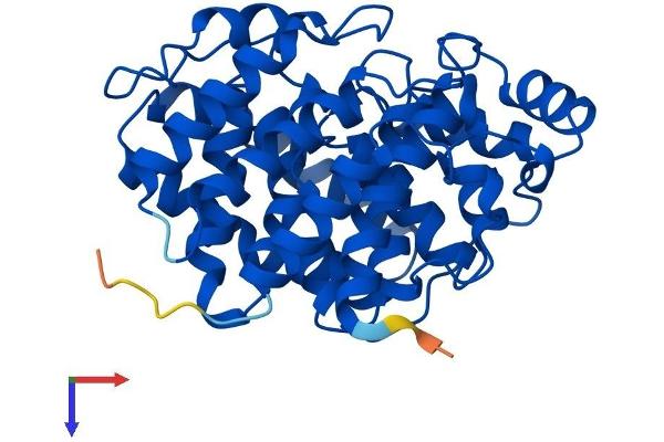 ADPRH Protein (AA 1-362) (His tag)