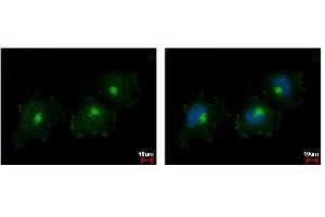 ICC/IF Image C1s antibody detects C1S protein at Golgi apparatus by immunofluorescent analysis. (C1S Antikörper)