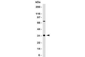 Western blot testing of Bcl10 antibody and HepG2 lysate. (BCL10 Antikörper)
