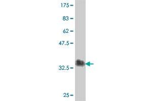 Western Blotting (WB) image for anti-C-Type Lectin Domain Family 4, Member M (CLEC4M) (AA 285-394) antibody (ABIN564489)