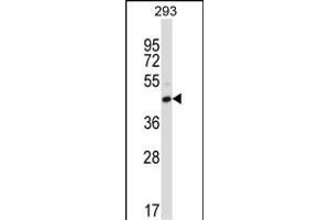 FCGR2C Antibody (C-term) (ABIN657652 and ABIN2846647) western blot analysis in 293 cell line lysates (35 μg/lane). (FCGR2C Antikörper  (C-Term))
