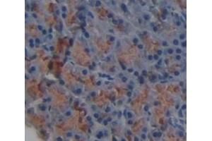 IHC-P analysis of Mouse Tissue, with DAB staining. (HAVCR1 Antikörper  (AA 22-237))