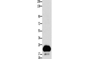 Western Blotting (WB) image for anti-Claudin 4 (CLDN4) antibody (ABIN2431410) (Claudin 4 Antikörper)