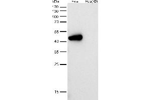 All lanes use the Antibody at 1:1K dilution for 1 hour at room temperature.