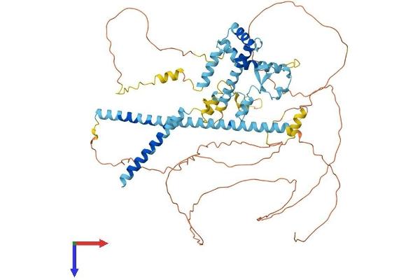 SFRS16 Protein (AA 1-674) (His tag)