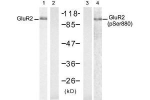 Western blot analysis of extract from mouse brain tissue, using Glutamate receptor 2 (Precursor)(Ab-880) antibody (E021284, Lane 1 and 2) and Glutamate receptor 2 (Precursor)(phospho-Ser880) antibody (E011292, Lane 3 and 4). (GRIA2 Antikörper  (Precursor))
