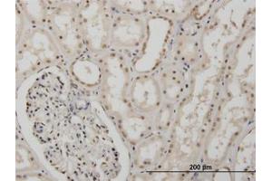 Image no. 1 for anti-Musashi Homolog 1 (Drosophila) (MSI1) (AA 1-87) antibody (ABIN466060) (MSI1 Antikörper  (AA 1-87))