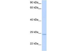 XRCC2 antibody used at 1 ug/ml to detect target protein. (XRCC2 Antikörper  (Middle Region))