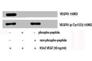 Western Blot analysis of K562+VEGF cells using Phospho-Flt-1 (Y1333) Polyclonal Antibody (FLT1 Antikörper  (pTyr1333))