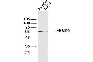 Lane 1: HepG2 lysates Lane 2: U937 lysates probed with FRMD5 Polyclonal Antibody, Unconjugated  at 1:300 dilution and 4˚C overnight incubation.