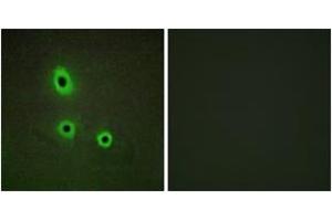 Immunofluorescence analysis of A549 cells, using EFNA5 Antibody.