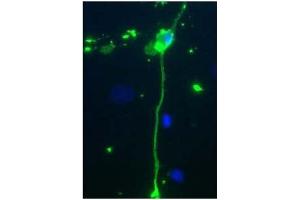 Rat mixed neuron/glial cultures stained with Chicken anti-MBP antibody (green).