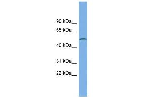 WB Suggested Anti-CAMK1G Antibody Titration: 0. (CAMK1G Antikörper  (N-Term))