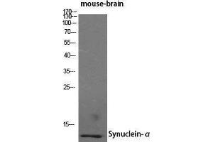 Western Blotting (WB) image for anti-Synuclein, alpha (SNCA) (N-Term) antibody (ABIN3187131) (SNCA Antikörper  (N-Term))