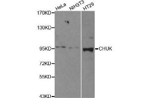 Western blot analysis of extracts of various cell lines, using CHUK antibody. (IKK alpha Antikörper  (C-Term))