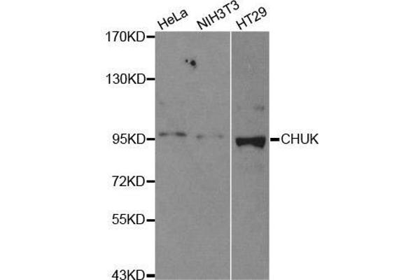 IKK alpha anticorps  (C-Term)
