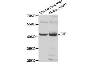 Western blot analysis of extracts of various cell lines, using GIF antibody (ABIN5974160) at 1/1000 dilution.