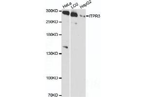 Western Blotting (WB) image for anti-Inositol 1,4,5-Trisphosphate Receptor, Type 3 (ITPR3) (AA 1630-1870) antibody (ABIN6142616)