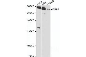 Western blot analysis of extracts of various cell lines, using ITPR3 antibody (ABIN6132120, ABIN6142616, ABIN6142617 and ABIN6216547) at 1:3000 dilution. (ITPR3 Antikörper  (AA 1630-1870))
