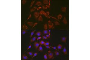 Immunofluorescence analysis of NIH/3T3 cells using BOK Rabbit pAb (ABIN7265866) at dilution of 1:100 (40x lens). (BOK Antikörper  (AA 1-100))